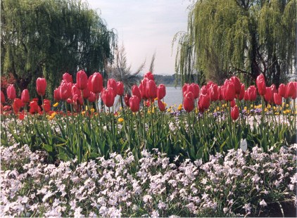 Red tulips and other flowers