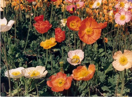 Poppies