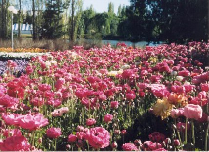 Pink flowers