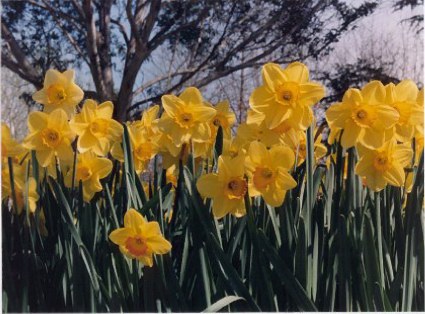 Doaffodils