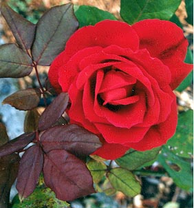 Red rose 3