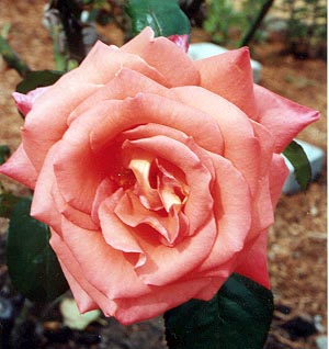 Light pink rose