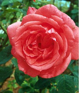 Dark pink rose 2