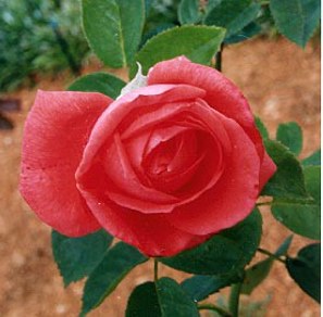 Dark pink rose 4