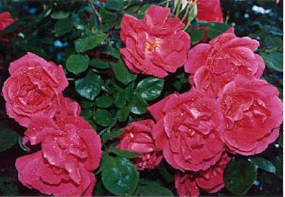 Group of dark pink roses