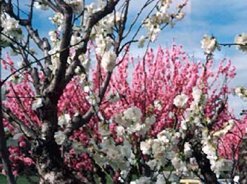 White and pink spring blossum