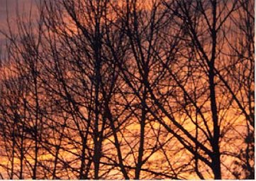 Sunset through the trees.