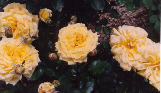 Group of pale yellow roses