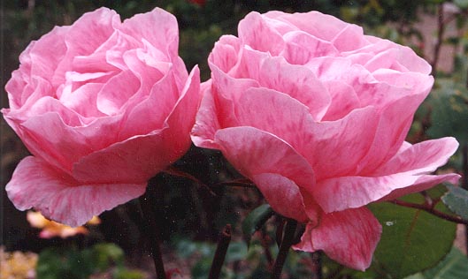 Two light pink roses