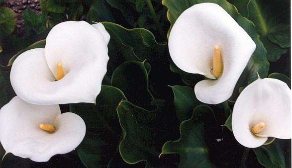 Four white lillies