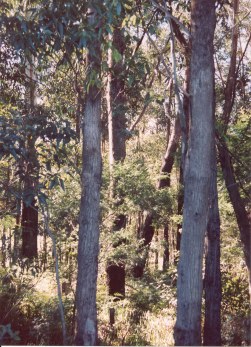 Gum tree trunks