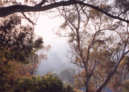 Mist through the gum trees.