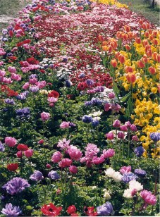 Many diferent flowers