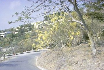 Looking up Touaguba Hill toward Touaguba Hostel, Port Moresby, where I lived for some time, seen in the distance as the pale green buildings cascading down the hillside.