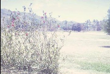 The school yard with some very spindly hibiscus
 in the foreground.
Port Moresby doesn't get as much rain as
other parts of Papua New Guinea and
consequently often looks dry and brown.